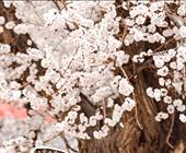 【春日赏花】新疆喀什古城+帕米尔高原+塔尔乡杏花+阿克苏温宿大峡谷+拜城克孜尔千佛洞8日7晚
