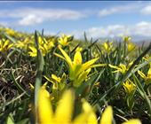 独趣伊犁头等舱8日游 那拉提、赛里木湖、库尔德宁、夏塔、伊宁、木特塔尔沙漠